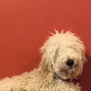 Meet your Posher, Paula